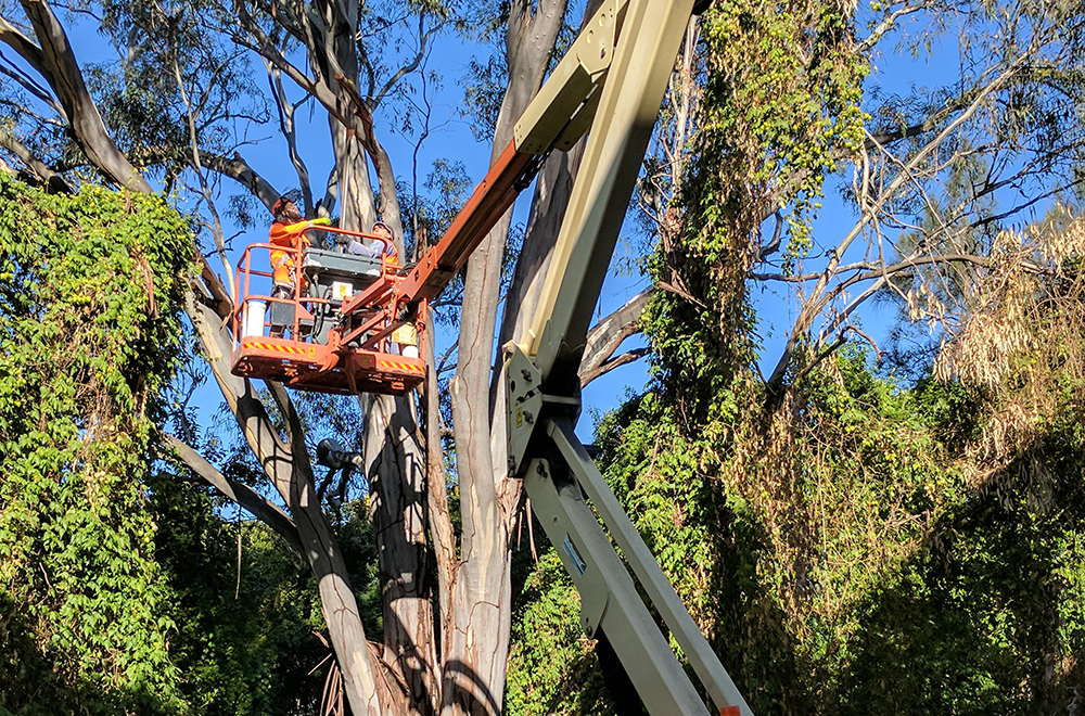 Which time is the Best for Tree Lopping?