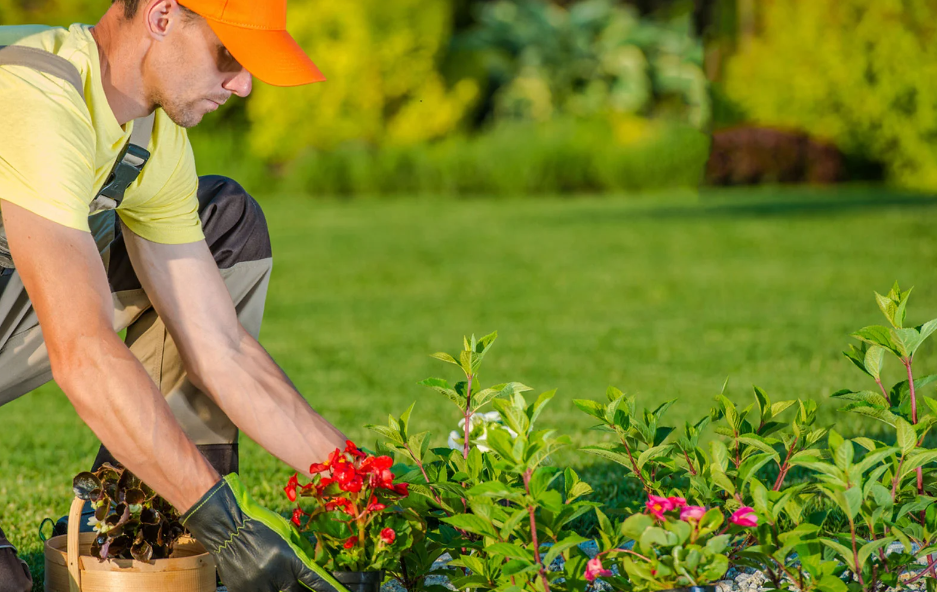 landscapers in Auckland